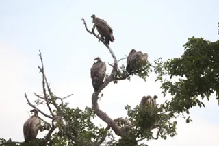 Vultures provide ecosystem services worth $1.8 billion annually in southern Africa: Report