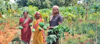 Odisha’s green papaya finds global markets; tribal women setting examples of self-reliance