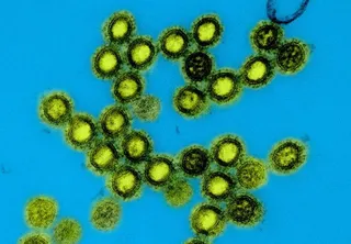 US launches next-generation universal vaccine platform for pandemic-prone viruses