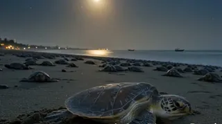 Olive Ridley turtles lay eggs on crowded Puri Blue Flag Beach for the first time in history