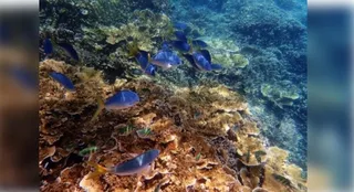 Lizard Island on Australia's Great Barrier Reef suffers severe coral loss after 2024 bleaching