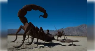 Black scorpions inject 25 potent toxins through sting: Study