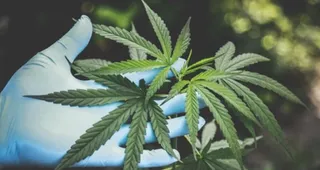 Rs 7 crore hydroponic cannabis seized at Coimbatore Airport; two arrested