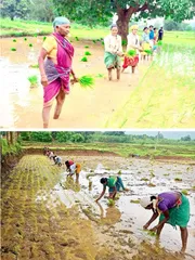 Vedanta Lanjigarh expands sustainable rice farming in Kalahandi under Sangam project