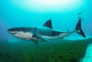 Man killed in shark attack at Sydney beach