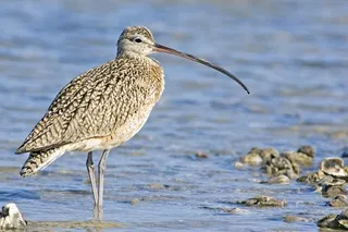 Migratory bird slender-billed curlew extinct now