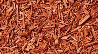 Biodiversity authority gives Rs 3 crore to growers of Red Sanders in Andhra Pradesh