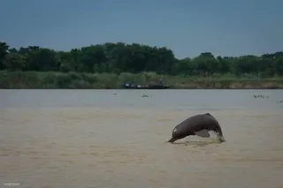 Estimation of riverine dolphins begins from Bijnor in Uttar Pradesh; survey in Odisha soon