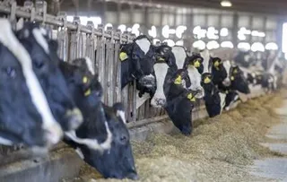 Dutch authorities find bird flu antibodies in cow