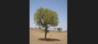 Plan to cut 5 million Khejri trees in Rajasthan sparks concern