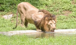 Asiatic lion population in India stands at 891