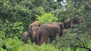 Odisha: Two wild elephants enter NIT Rourkela Campus, forest team on high alert
