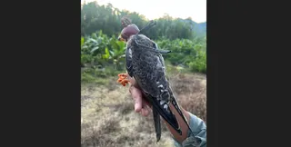 Amur falcons tagged in Manipur reach Africa; 3 birds tracked in Somalia, Zimbabwe & Botswana