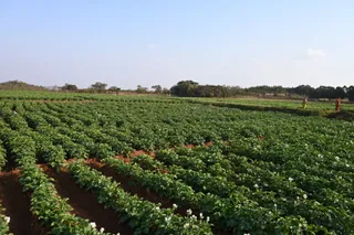 OMC strengthens agriculture-based livelihoods in Barbil mining region