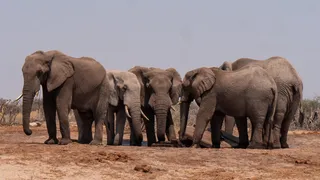 After Namibia, Zimbabwe to cull elephants to feed drought-hit people