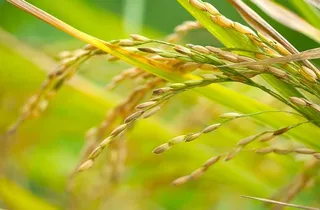 Odisha: 'Lagna' finalised for Nuakhai festival in Sambalpur