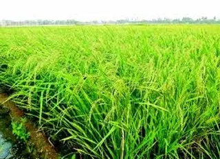 Odisha becomes first state to adopt digital survey in agri sector
