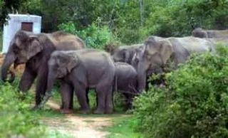 Environment ministry fostering a regime of killing animals: Maneka Gandhi