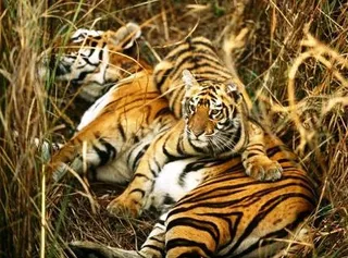 JNU to conduct certificate courses in animal welfare