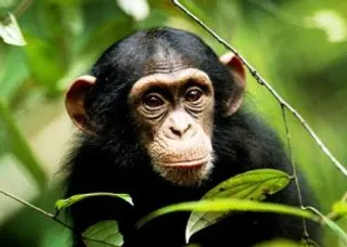 Chimpanzee dies in Odisha’s Nandankanan zoo