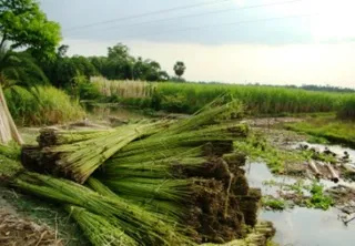 Centre hikes MSP of raw jute by Rs 315 for 2025-26 season