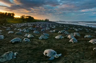 Odisha imposes restriction on fishing to conserve Olive Ridley turtles