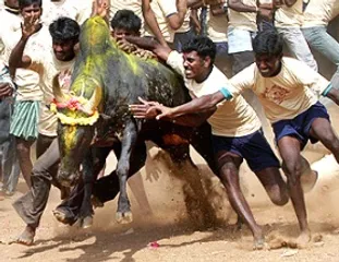 Making a case for Jallikattu 