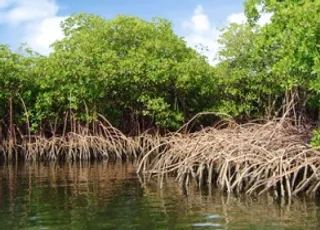 Technology can help save mangroves, address climate crisis