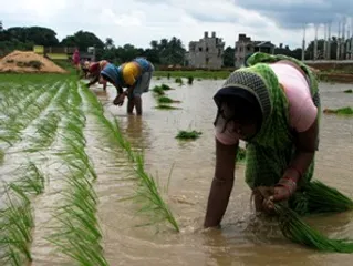 Nearly all Odisha farmers store their produce in their homes: study
