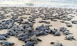 Odisha finalises action plan for turtle protection