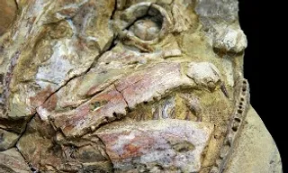 Bird fossil in China gives clues to feather colours