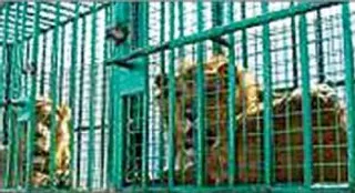 Three Asiatic lions turn man-eaters, sent to captivity for life