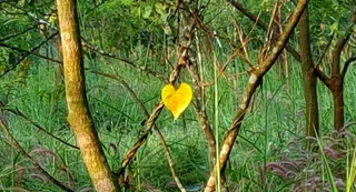 Photo Story : Nature's Heart