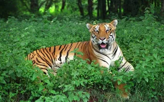 Odisha lost 55 tigers in last 10 years: Forest Minister