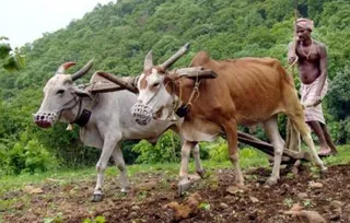 The Farm Sector And Farmers Of Odisha
