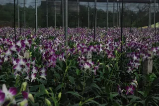 Huma: The Orchid Paradise of Odisha