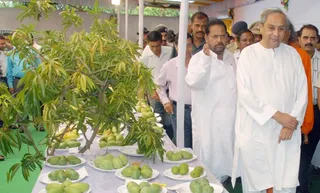 Must watch: Naveen Patnaik buying mangoes