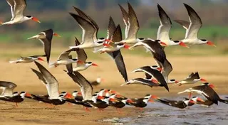 Odisha woos Indian Skimmers to breed and nest