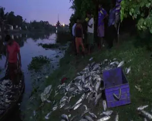 Dead fish float in Odisha river; water samples sent for test