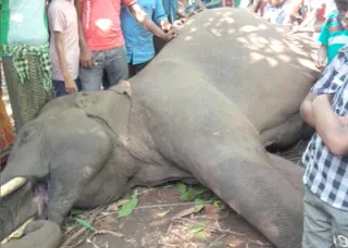 Two elephants electrocuted in Odisha’s Cuttack