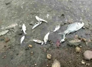 After Bata river, thousands of fish found dead in Gohira dam