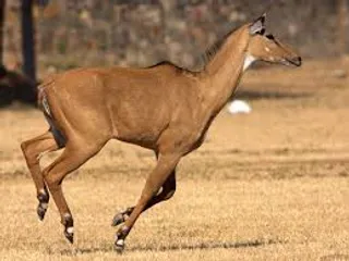 SC to hear challenge to culling of animals