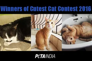 Meet the second runners up of ‘Cutest Rescued Cat Alive’ contest from Odisha