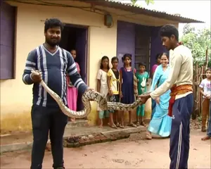 Nearly 8 feet Burmese python rescued in Odisha