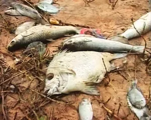 Fishermen perturbed as dead fish wash ashore Odisha’s Gopalpur coast