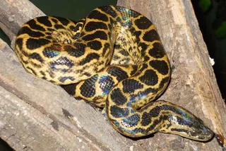 Odisha's Nandankan zoo to house yellow anacondas soon
