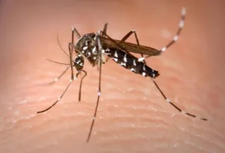 Researchers blame climate change for global spread of dengue infections