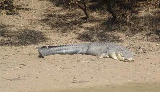 Biggest-ever crocodile sighted in Odisha’s Bhitarkanika