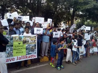 Peaceful protest in Odisha capital in support of Jallikattu