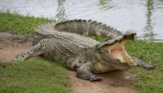 Marginal rise in crocodile population in Odisha's Bhitarkanika